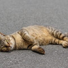 野良猫が目の前で寝転がる理由と、私たちができること