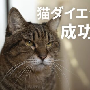 猫ダイエット成功例：肥満猫が５年かけて痩せた実例から学ぶ正しい減量方法