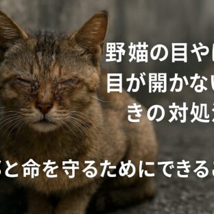 野良猫の目やにで目が開かない時の対処法と予防策