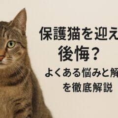 保護猫を迎えて後悔?よくある悩みと解決策を徹底解説