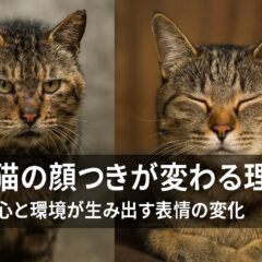野良猫の顔つきが変わる理由と私たちにできること
