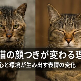野良猫の顔つきが変わる理由と私たちにできること