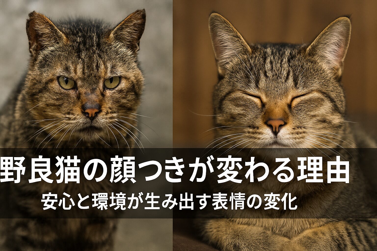 野良猫 顔つき 変わる