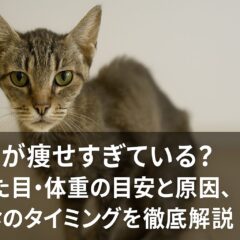 猫の痩せすぎの目安と対処法|健康的な体重を保つために