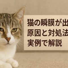 猫の瞬膜が出ている理由と対処法|獣医師も推奨する正しい対応方法
