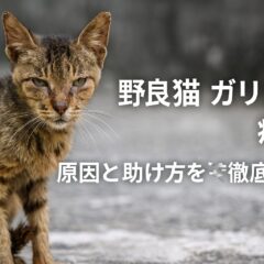 野良猫がガリガリに痩せている理由と病気の可能性｜保護前に知っておくべきこと