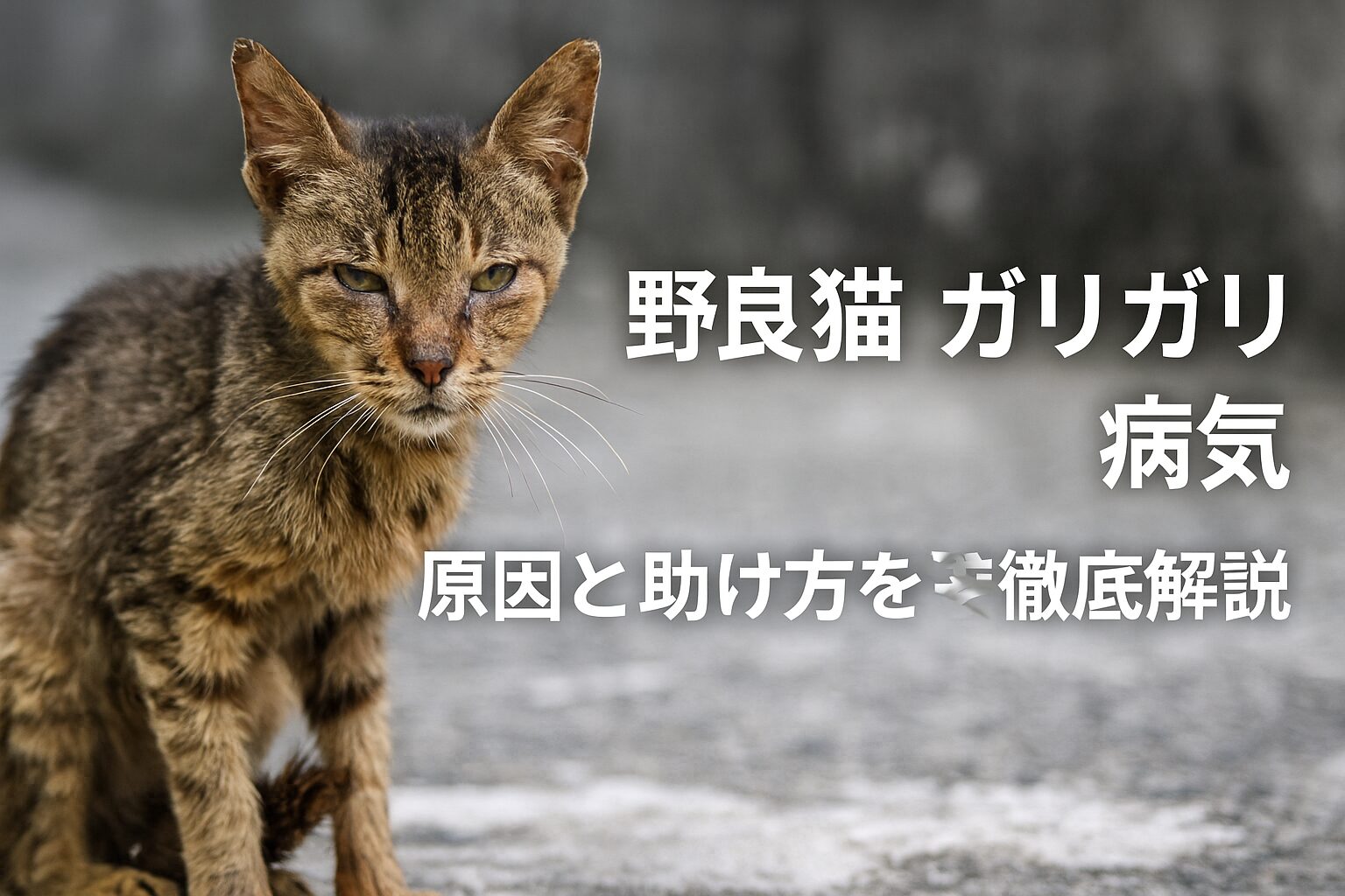 野良猫 ガリガリ 病気