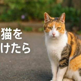 野良猫を見つけたら取るべき適切な対応【完全ガイド】