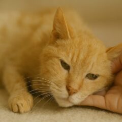 猫が老衰で歩けない時に知っておきたいこと|最期まで寄り添うために