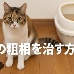 猫の粗相を治す方法：原因から具体的な対策まで徹底解説