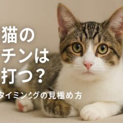 保護猫のワクチンの時期：いつ接種すべき?獣医師に相談しながら最適なタイミングを見極めよう