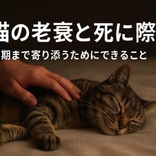 愛猫の老衰と死に際:飼い主が知っておくべき最期の兆候と心構え