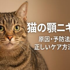 猫の顎ニキビ完全ガイド|原因・予防・治療法を徹底解説
