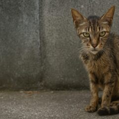 野良猫が痩せてきた時の原因と適切な対応方法