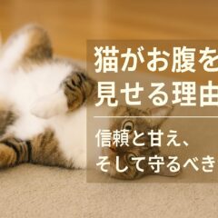猫がお腹を見せる仕草の意味とは?心理状況を徹底解説