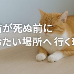 猫が死ぬ前に冷たい場所を求める理由｜愛猫との最期の時間