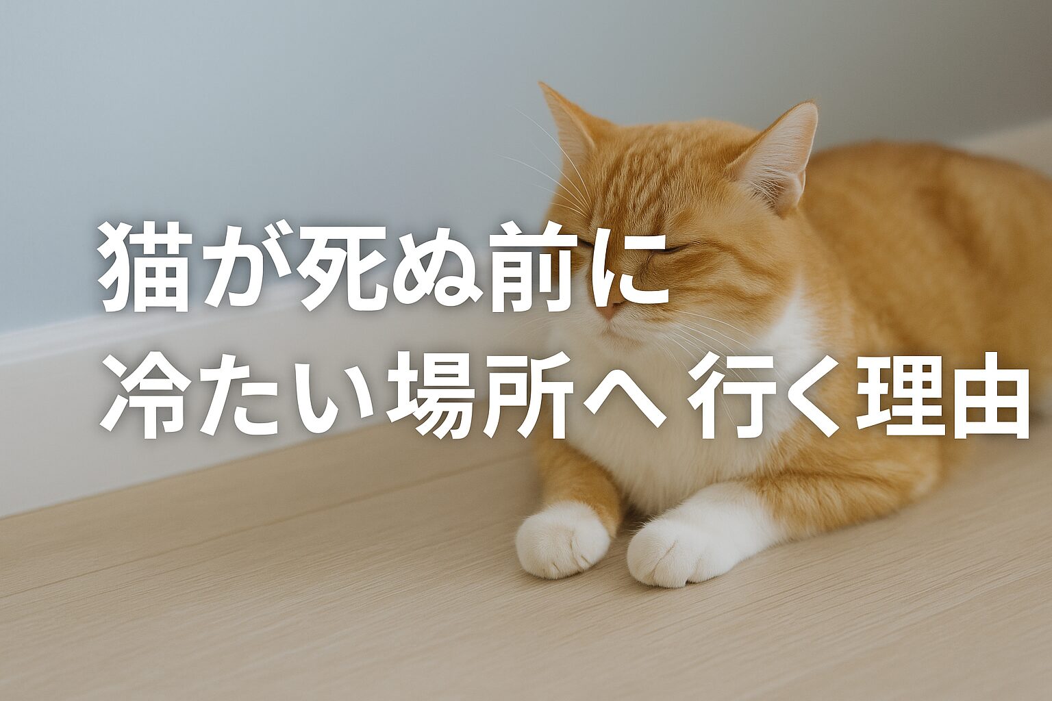 猫 死ぬ前 冷たい場所