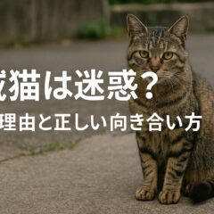 地域猫が迷惑と言われる本当の理由と正しい向き合い方