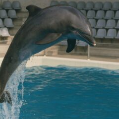 イルカショー禁止・なくなる理由とは？世界の潮流と日本の水族館の未来