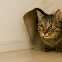 保護猫トライアル初日を成功させるための完全ガイド