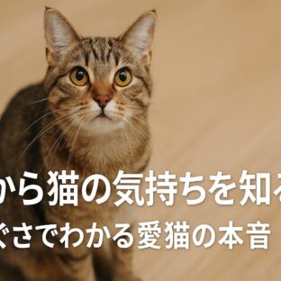 行動から猫の気持ちを知る完全ガイド|しぐさで分かる愛猫の本音