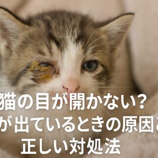 子猫の目が開かない・膿が出る時の対処法｜原因と治療について獣医師が解説