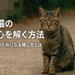 野良猫の警戒心を解く方法 - 保護を前提とした正しいアプローチ