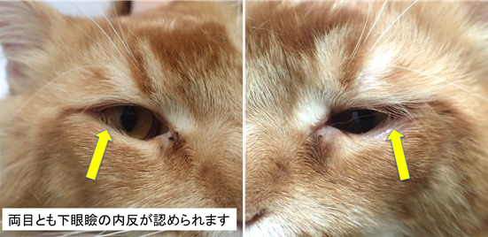 猫 眼瞼内反症