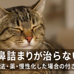猫の鼻詰まりが治らない!原因・薬・解消法の完全ガイド