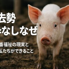 なぜ日本の豚は麻酔なしで去勢されるのか？動物福祉の視点から考える