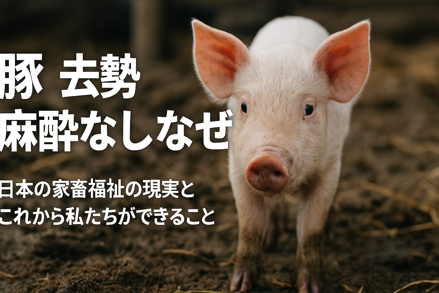 豚 去勢 麻酔なし なぜ