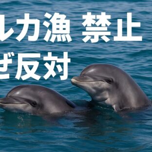 イルカ漁禁止に反対する声がある理由と、私がイルカ漁に反対する理由