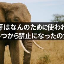 象牙はなんのため?いつから禁止になった?日本の現状と動物福祉の変化