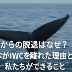日本の捕鯨とIWC脱退:その理由と私たちにできること