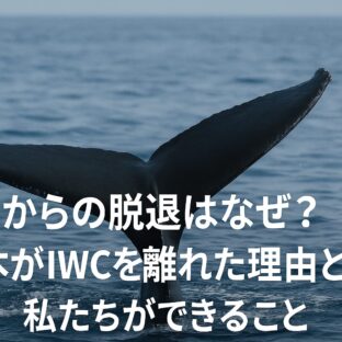 日本の捕鯨とIWC脱退:その理由と私たちにできること