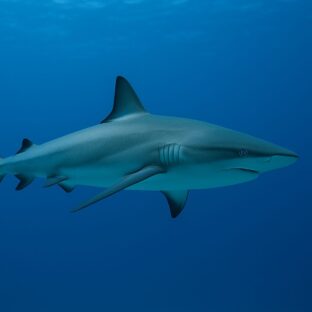 フカヒレがかわいそう – サメを守るために私たちができること