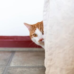 猫の急性ストレス完全ガイド|原因・症状・対処法を徹底解説