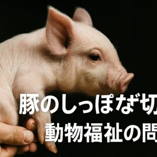 豚のしっぽはなぜ切られるのか？動物福祉の視点から考える日本の畜産の現実