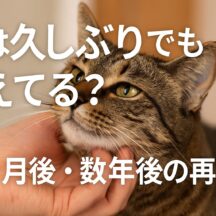 猫は久しぶりに会っても覚えてる?長期記憶と再会の感動体験