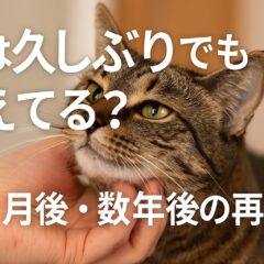 猫は久しぶりに会っても覚えてる?長期記憶と再会の感動体験