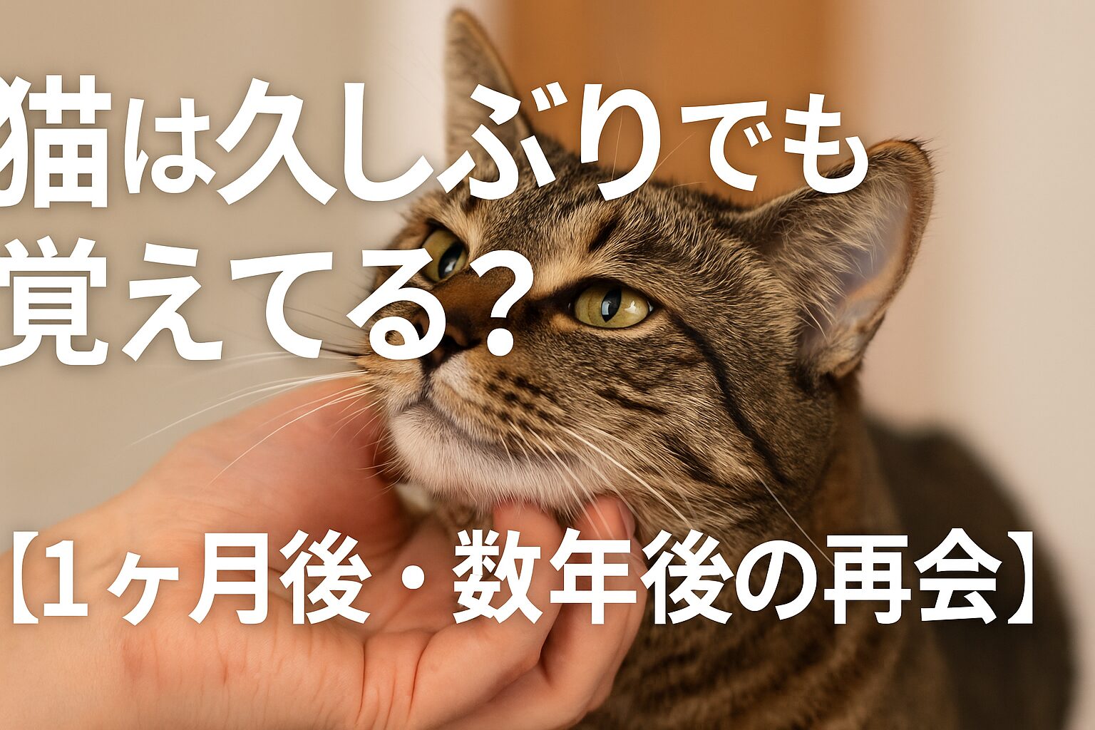 猫 久しぶり 覚えてる