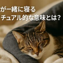 猫が一緒に寝るスピリチュアルな意味とは？運気が上がる位置と猫に関する神秘的なメッセージ