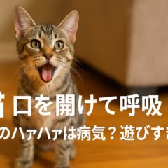 猫が口を開けて呼吸するのは危険?運動後の開口呼吸を見極めるポイント