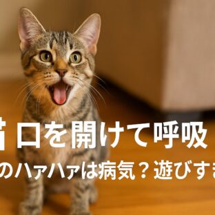 猫が口を開けて呼吸するのは危険?運動後の開口呼吸を見極めるポイント