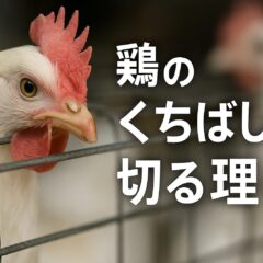 鶏のくちばしを切る理由と、本当に動物福祉に配慮した養鶏のあり方