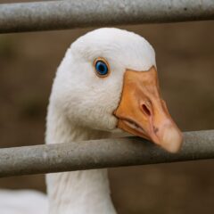 フォアグラのかわいそうな生産 - 知られざる残酷な真実と私たちにできること