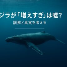 「クジラ増えすぎ」は嘘?科学的データから見る真実と野生動物管理の本質的問題