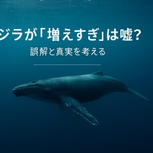 「クジラ増えすぎ」は嘘?科学的データから見る真実と野生動物管理の本質的問題
