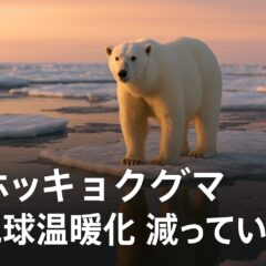 ホッキョクグマは地球温暖化で減っている?増えている?情報を正しく見極める力が必要な理由