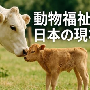 動物福祉 日本の現状：私たちが知るべき真実と未来への一歩